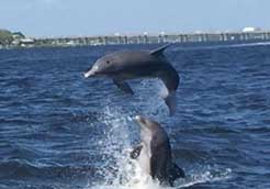 Leslie Wells Realty Manatee River Florida Dolphins
